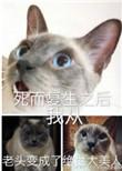 死而复生后我从老头变成绝世美人百度