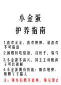 小金蛋护养指南txt百度