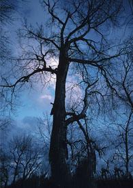 圣诞节三个夜晚