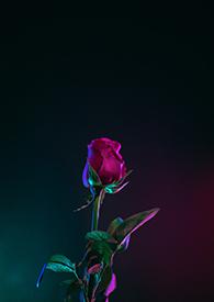 只想为你简单唱歌陪在你左右