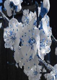 春秋枯荣爱恨消